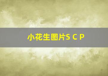 小花生图片S C P